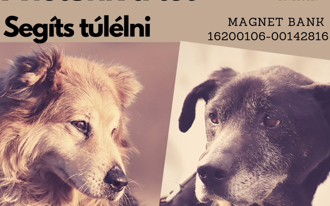 Kérünk, mentsd meg a Lelencet!