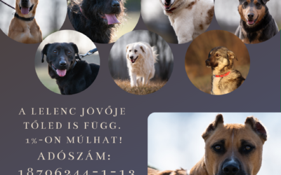 Adód 1%-a nagy kincs