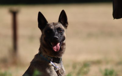 June, a malinois