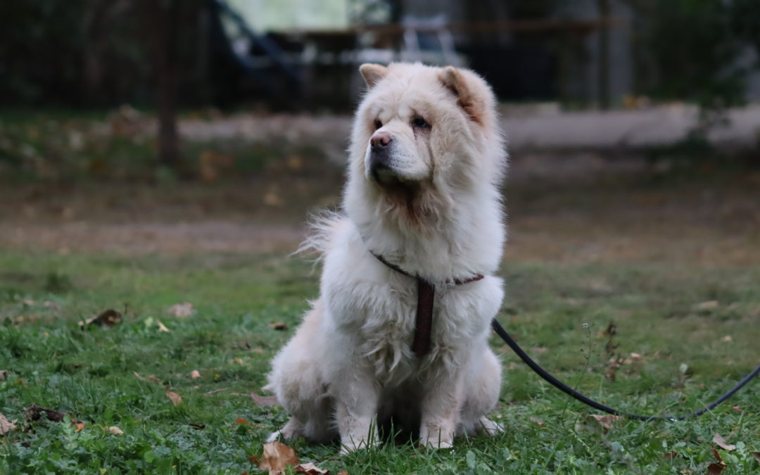 Sophie, chow-chow