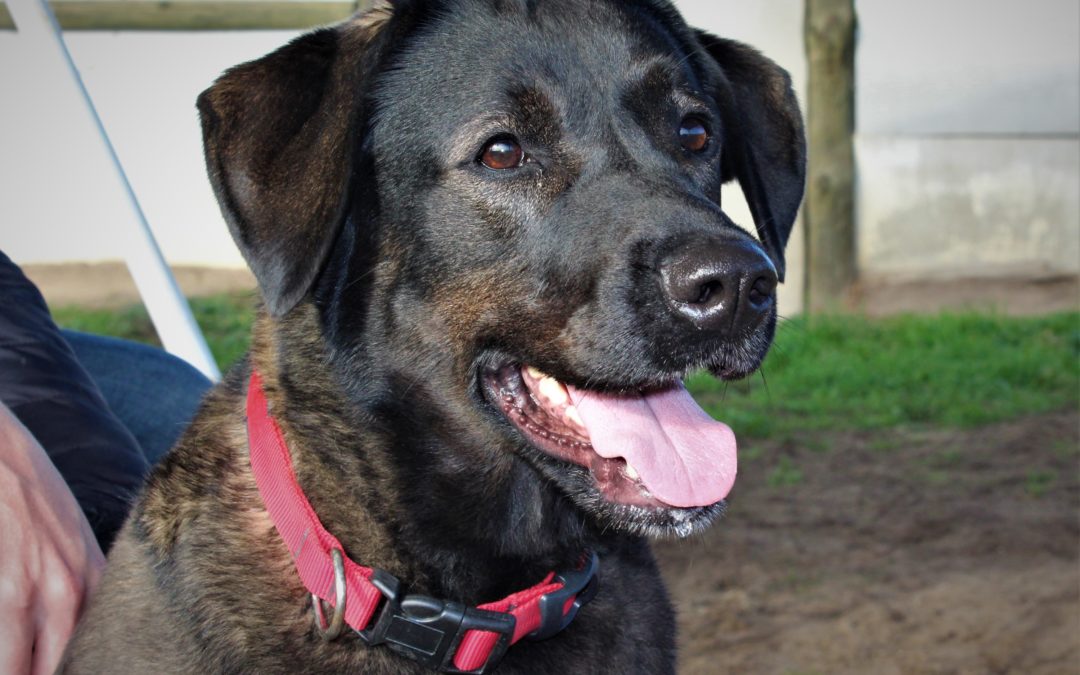 Roxy labrador mix