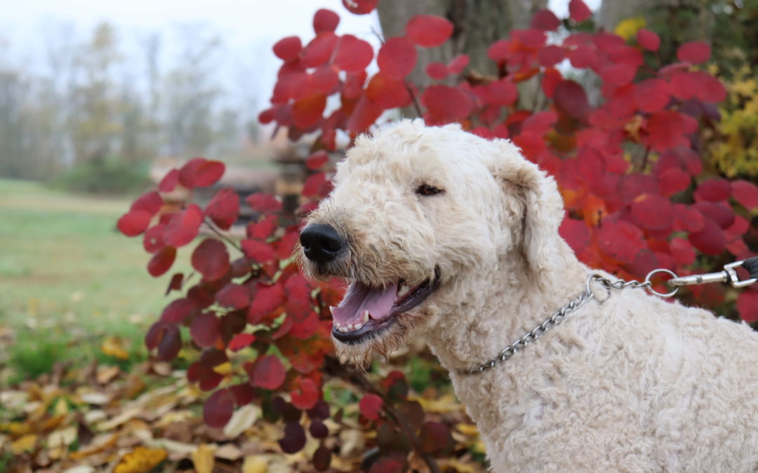 Hope, komondor