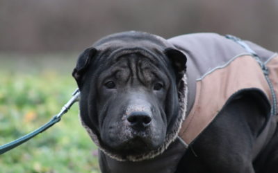 Tyson, shar-pei