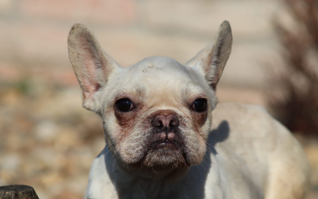 Victor, francia bulldog