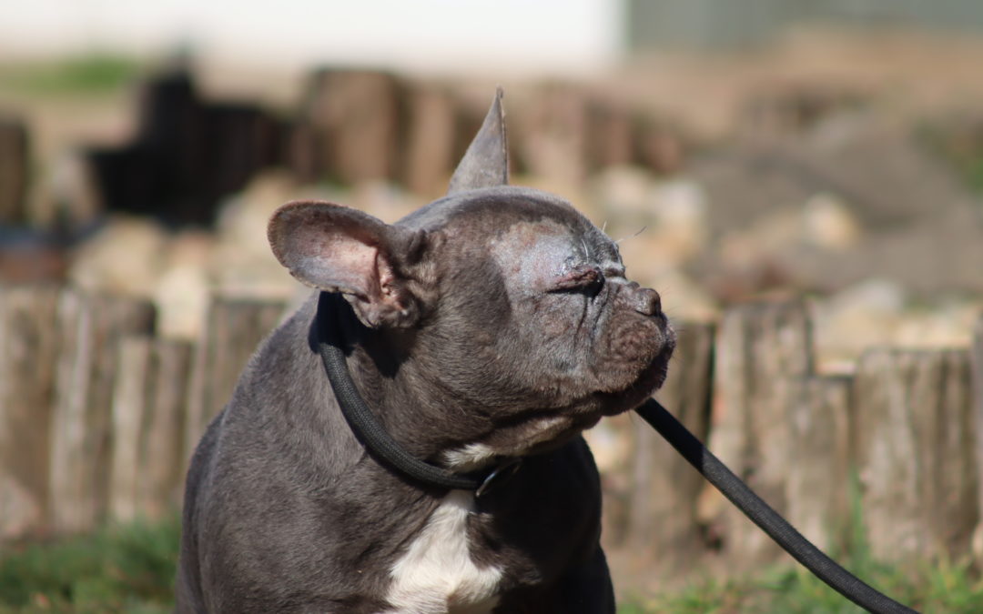 Cora, francia bulldog