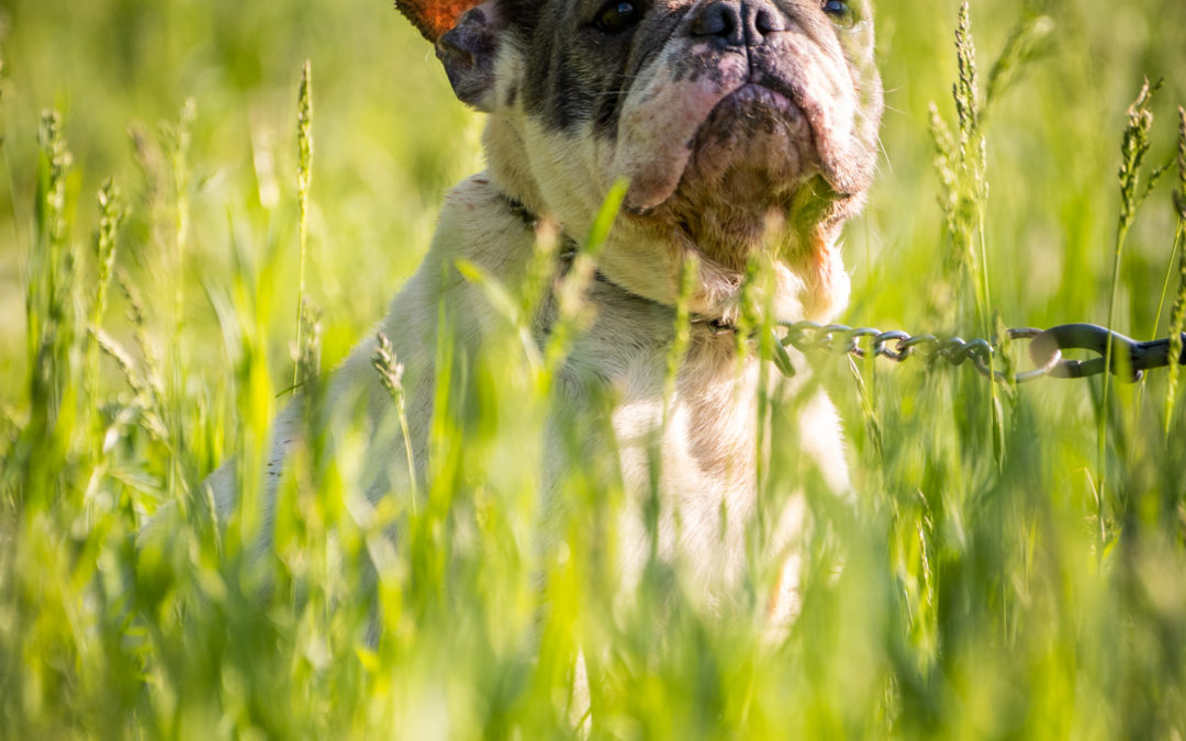 Bulldogok szapitól