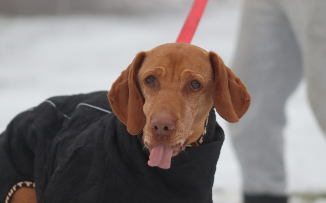 Molly vizsla