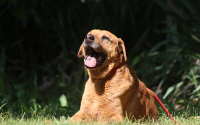 Amaretto