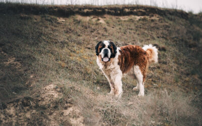 Athos