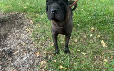 Gassan shar-pei