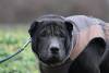 Tyson, shar-pei