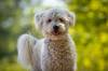 Borisz “labradoodle”