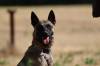 June, a malinois