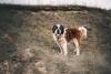 Athos