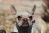 Victor, francia bulldog