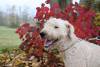 Hope, komondor