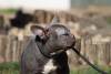 Cora, francia bulldog