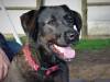 Roxy labrador mix