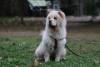 Sophie, chow-chow