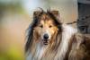 Leó, collie